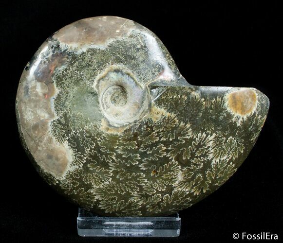 Inch Polished Ammonite From Madagascar #2912